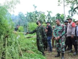 BNN RI Musnahkan 6 Hektar Ladang Ganja di Lhokseumawe